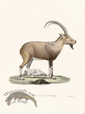 Cuvier 143 Wild Goat of Egypt